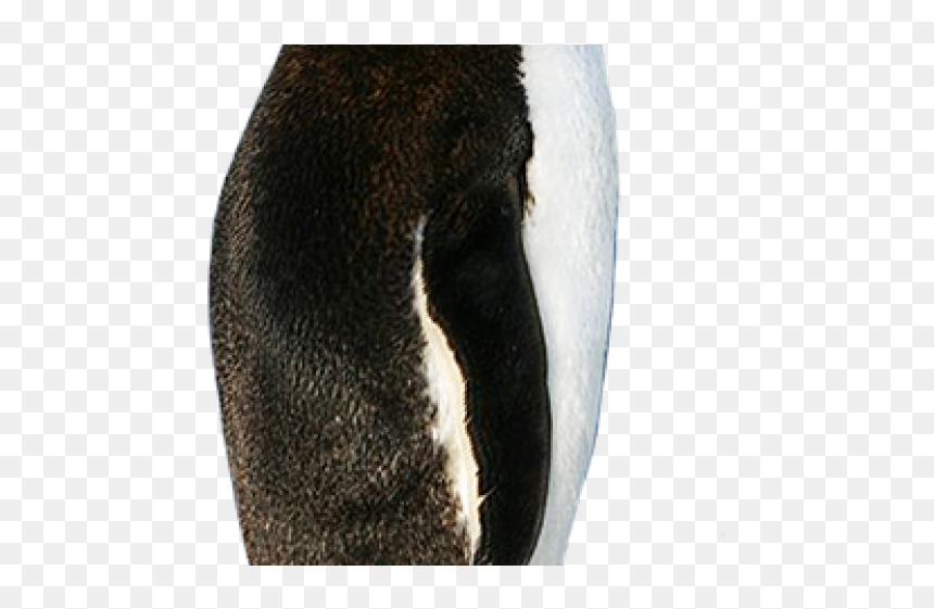Gentoo Penguin, HD Png Download - penguin png