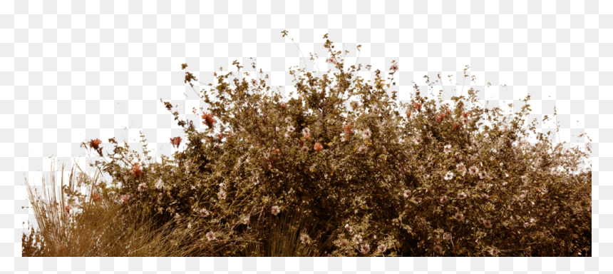 Transparent Background Wildflowers Png, Png Download - bushes png