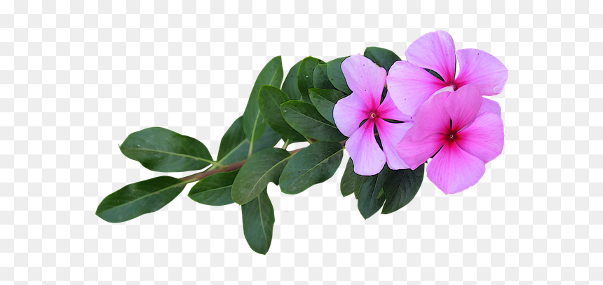 Png Flowers, Transparent Png - png flowers