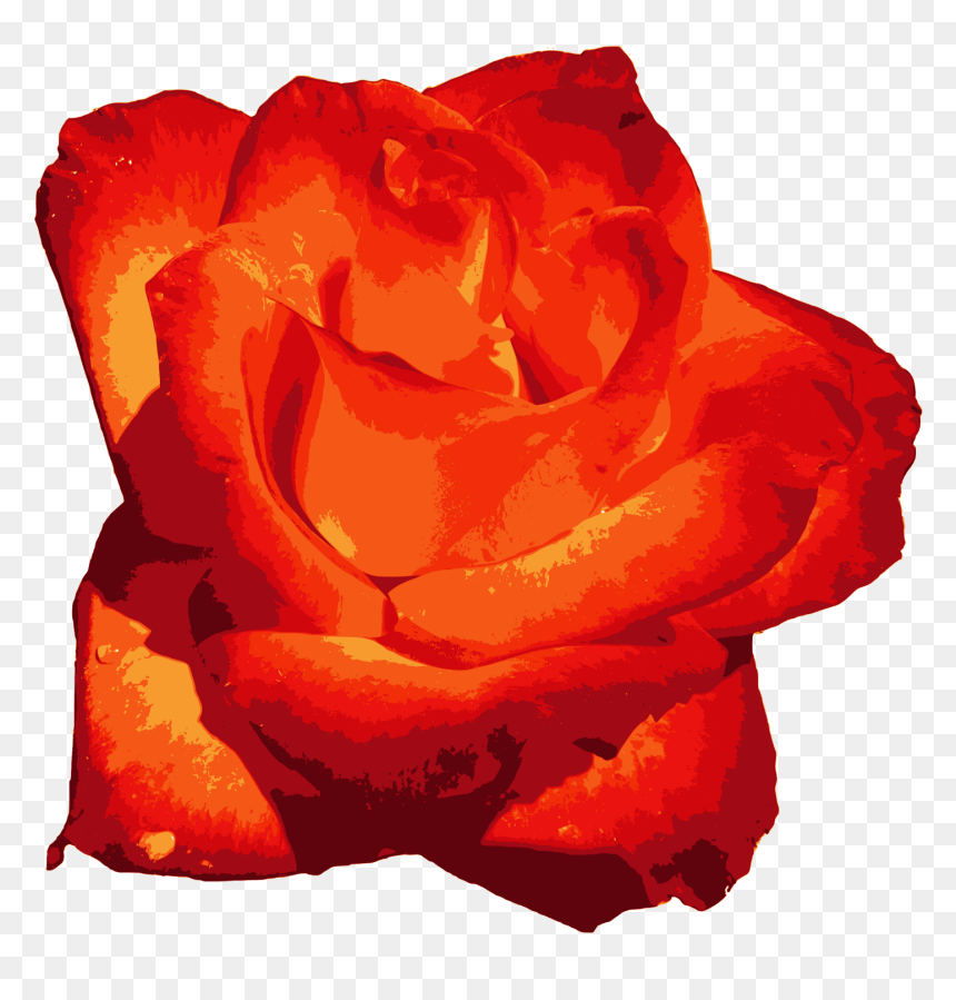 Floribunda, HD Png Download - red rose png