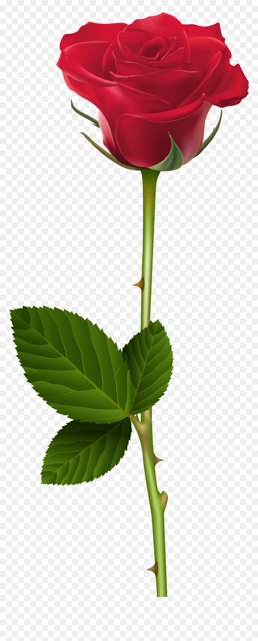 Cb Edits Rose Png, Transparent Png - red rose png