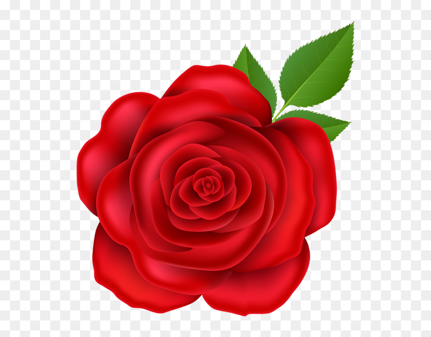 Garden Roses, HD Png Download - red rose png