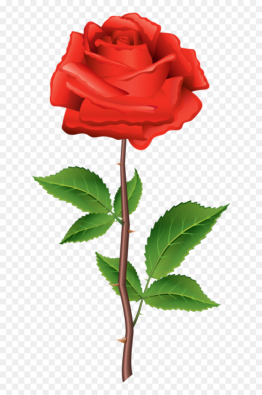 Rose Png Illustration, Transparent Png - red rose png