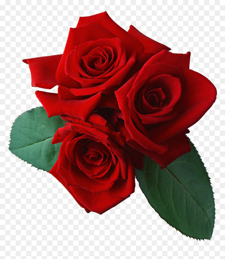 Rose Flowers Transparent Background, HD Png Download - png flowers