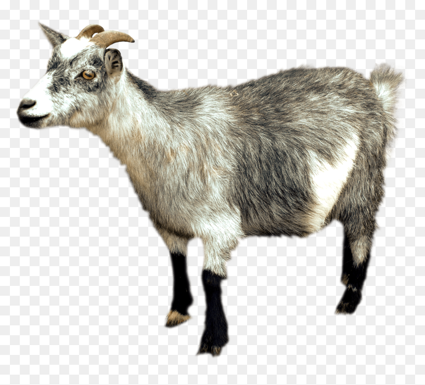 Chèvre Png, Transparent Png - goat png