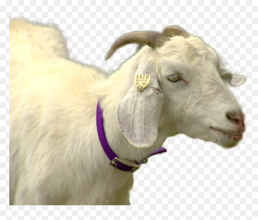 Goat, HD Png Download - goat png
