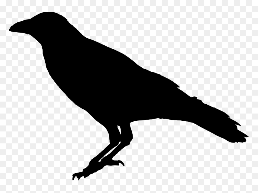 Raven Bird Transparent, HD Png Download - raven png