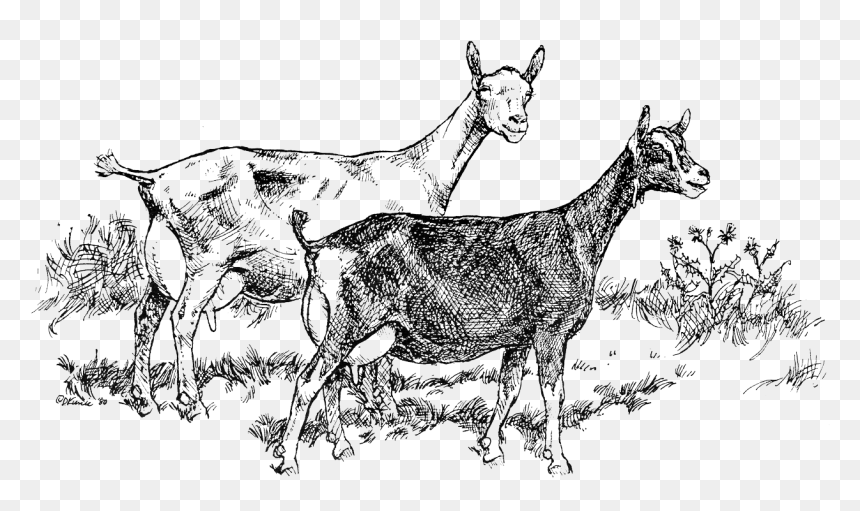 Black Goats Illustration, HD Png Download - goat png