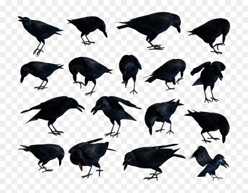 Raven Png, Transparent Png - raven png