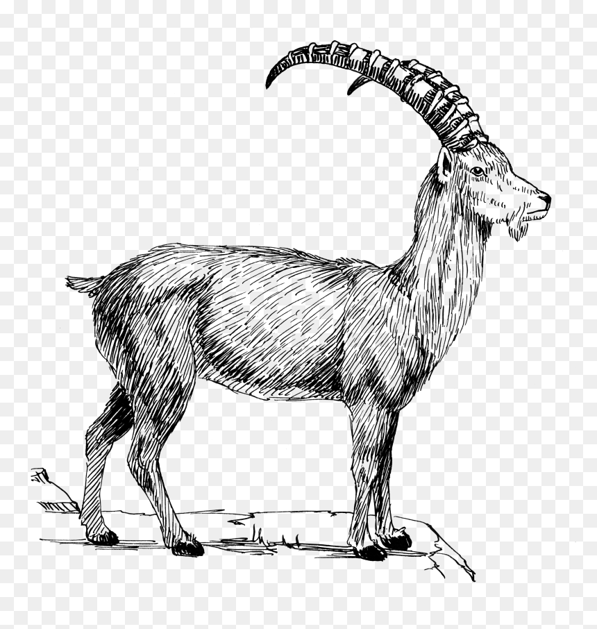 Clip Art Mountain Goats, HD Png Download - goat png