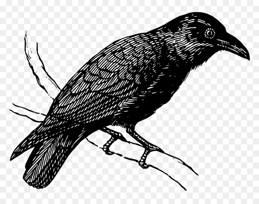 Raven On A Branch, HD Png Download - raven png