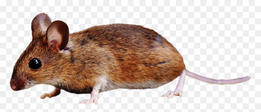 Mouse Brown, HD Png Download - rat png
