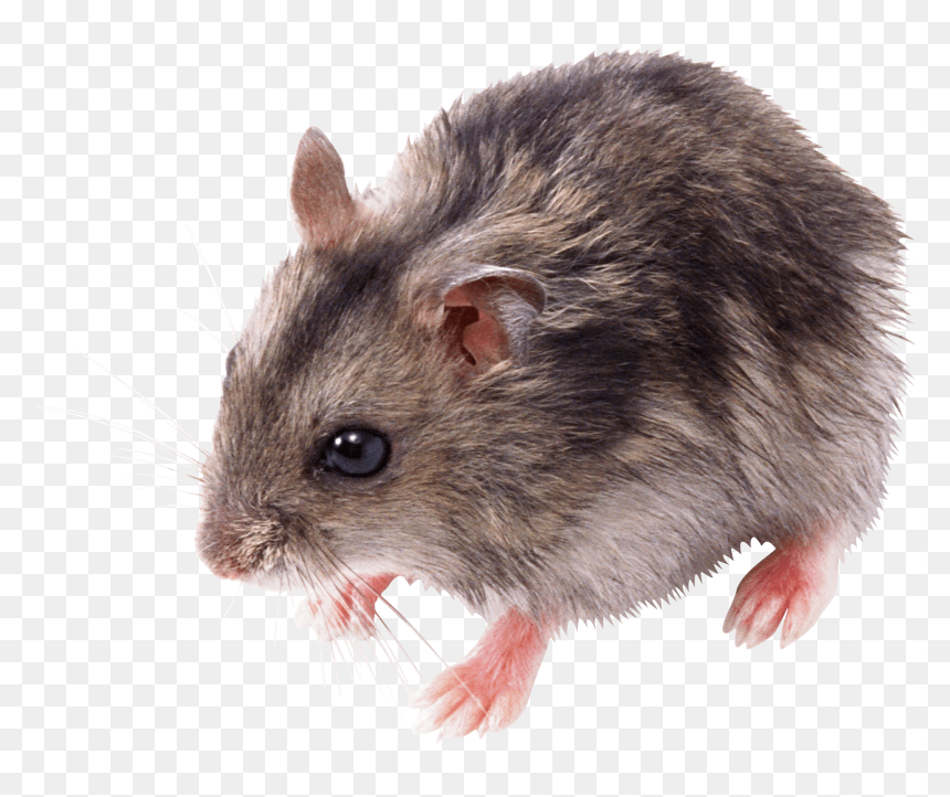 Mouse Png, Transparent Png - rat png