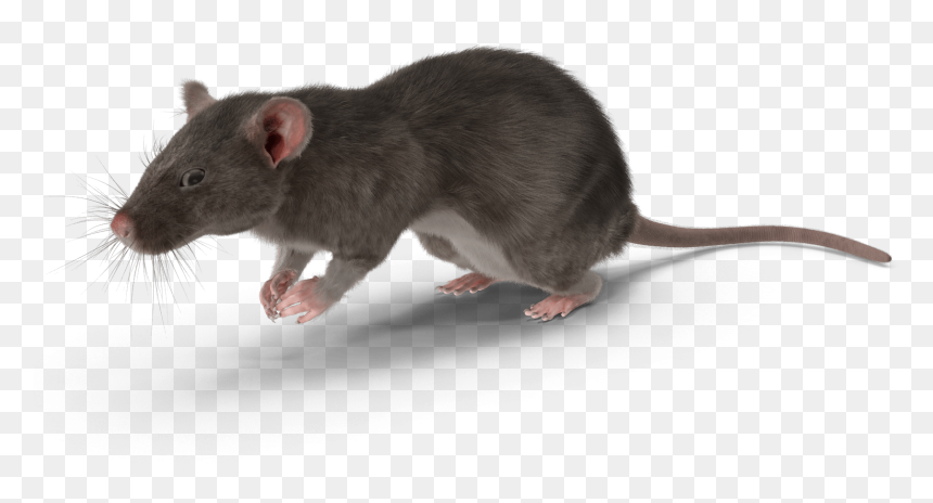 Rat, HD Png Download - rat png