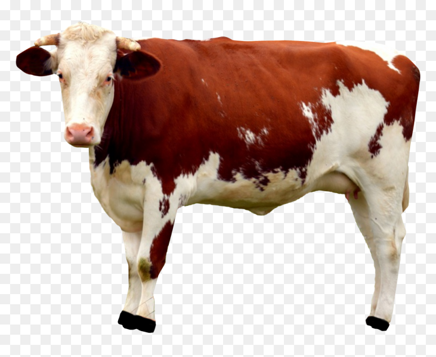 Cow Png, Transparent Png - goat png