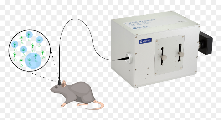 Rat, HD Png Download - rat png