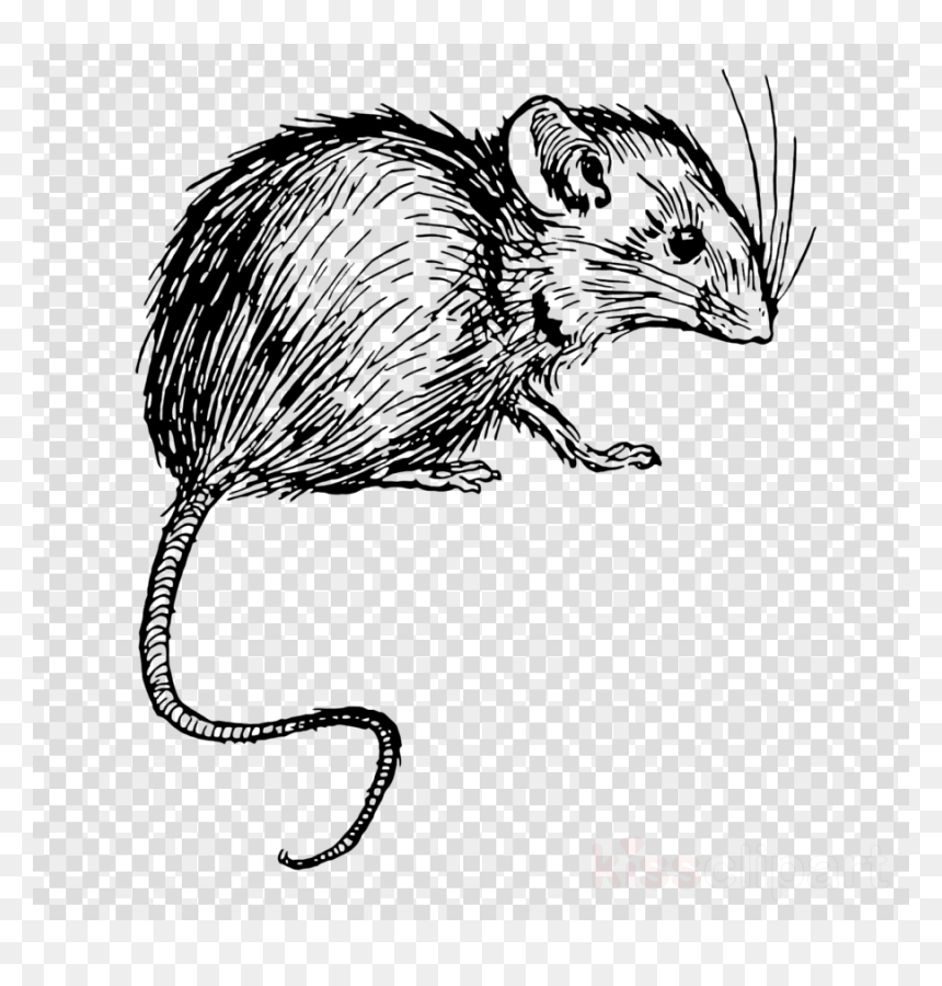 Mice And Men Mouse, HD Png Download - rat png
