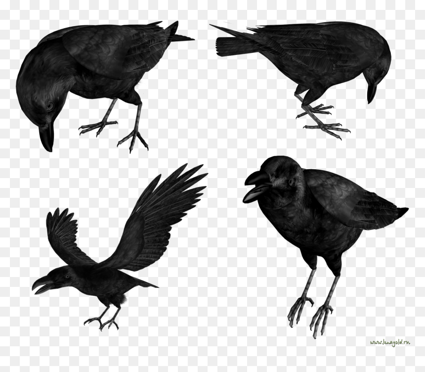 Raven In Flight, HD Png Download - raven png