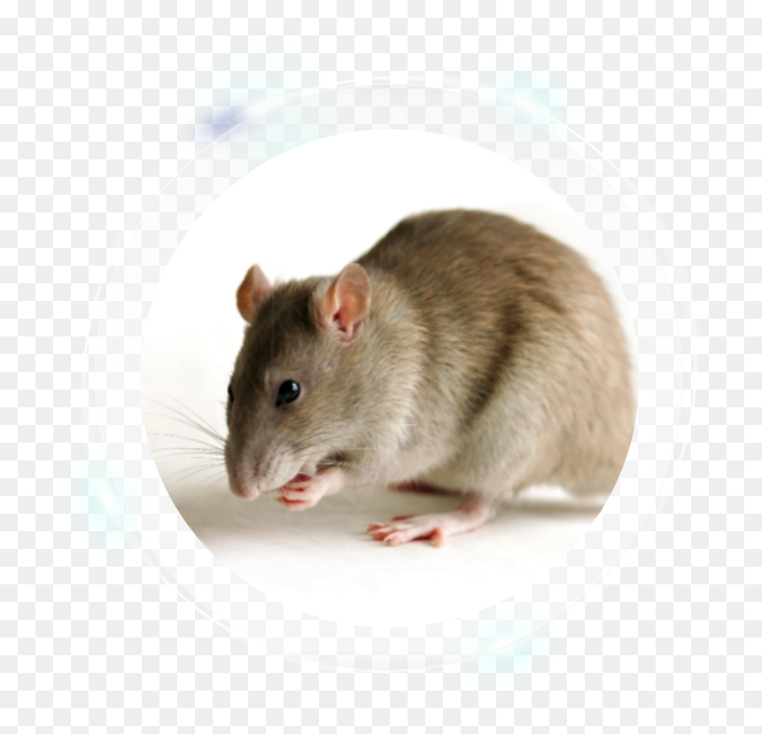 Transgenic Rat, HD Png Download - rat png