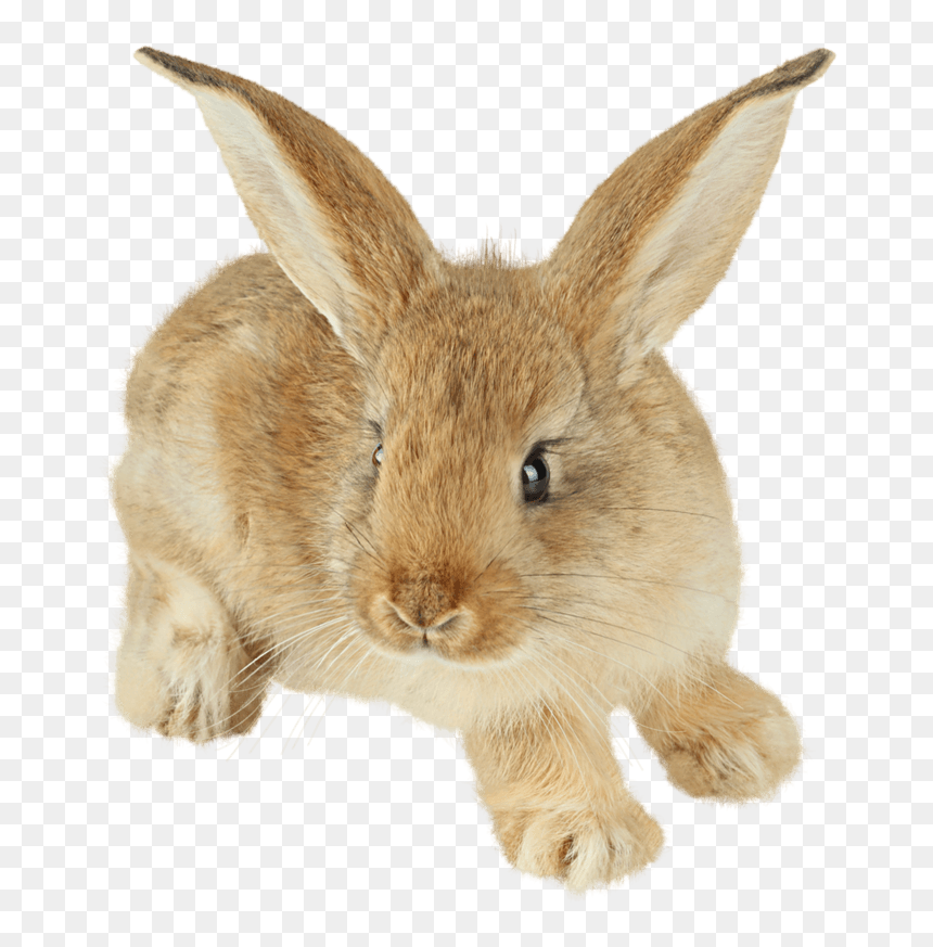 Little Rabbit Png, Transparent Png - easter bunny png