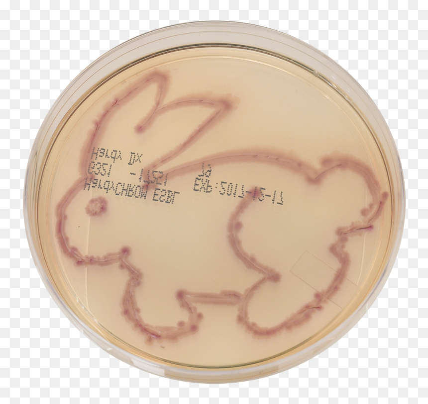Embroidery, HD Png Download - easter bunny png