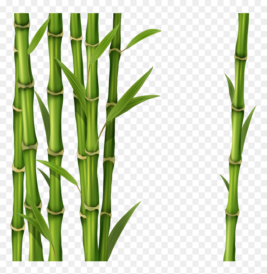 Bamboo Png, Transparent Png - bamboo png