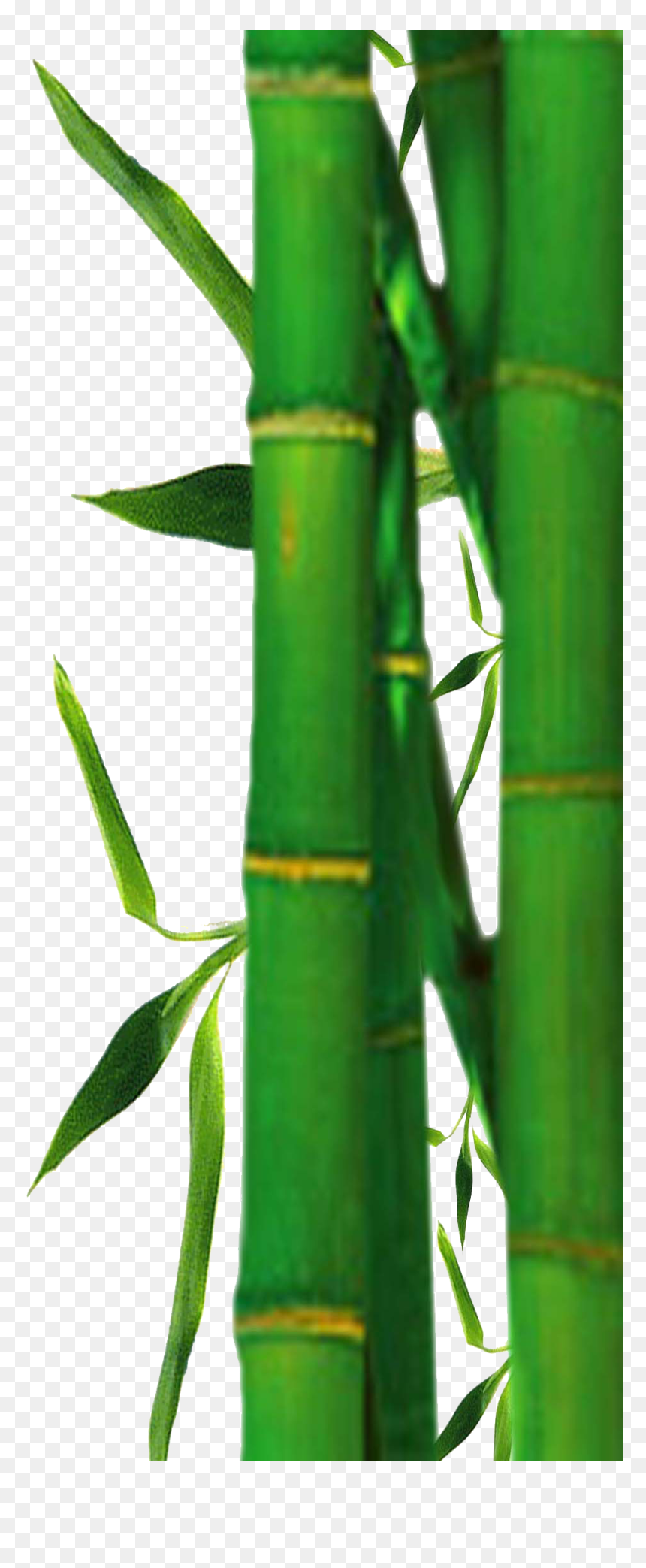 Bamboo Tree Clip Art, HD Png Download - bamboo png
