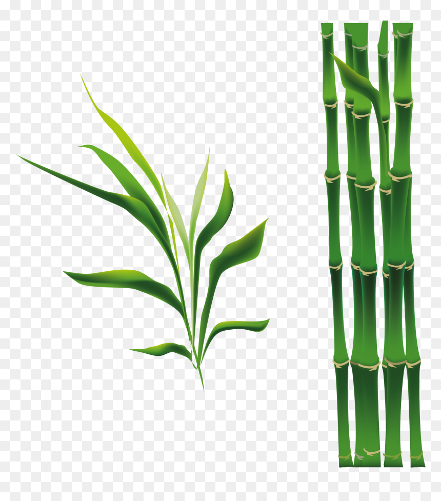 Cây Tre Hoạt Hình, HD Png Download - bamboo png
