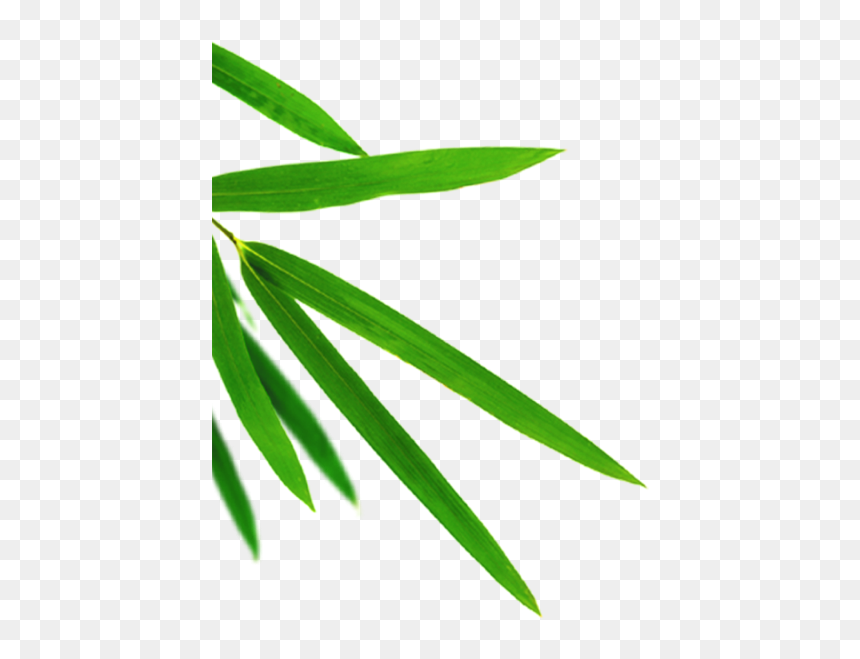 Transparent Bamboo Leaf Png, Png Download - bamboo png