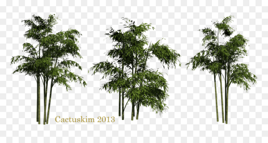 Bamboo With A Transparent Background, HD Png Download - bamboo png