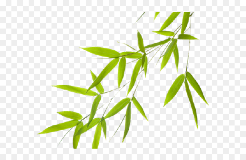 Microsoft Powerpoint, HD Png Download - bamboo png