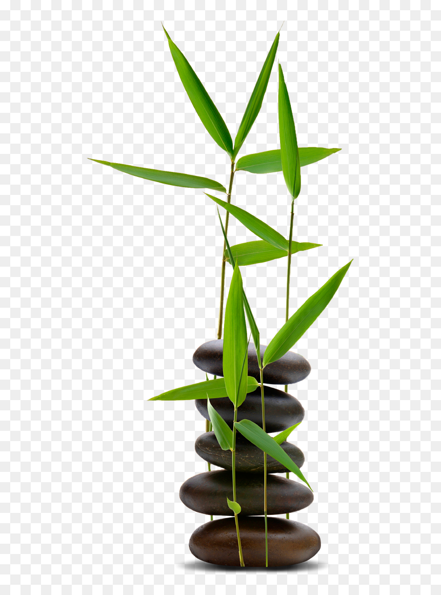 Hot Stone With Bamboo, HD Png Download - bamboo png