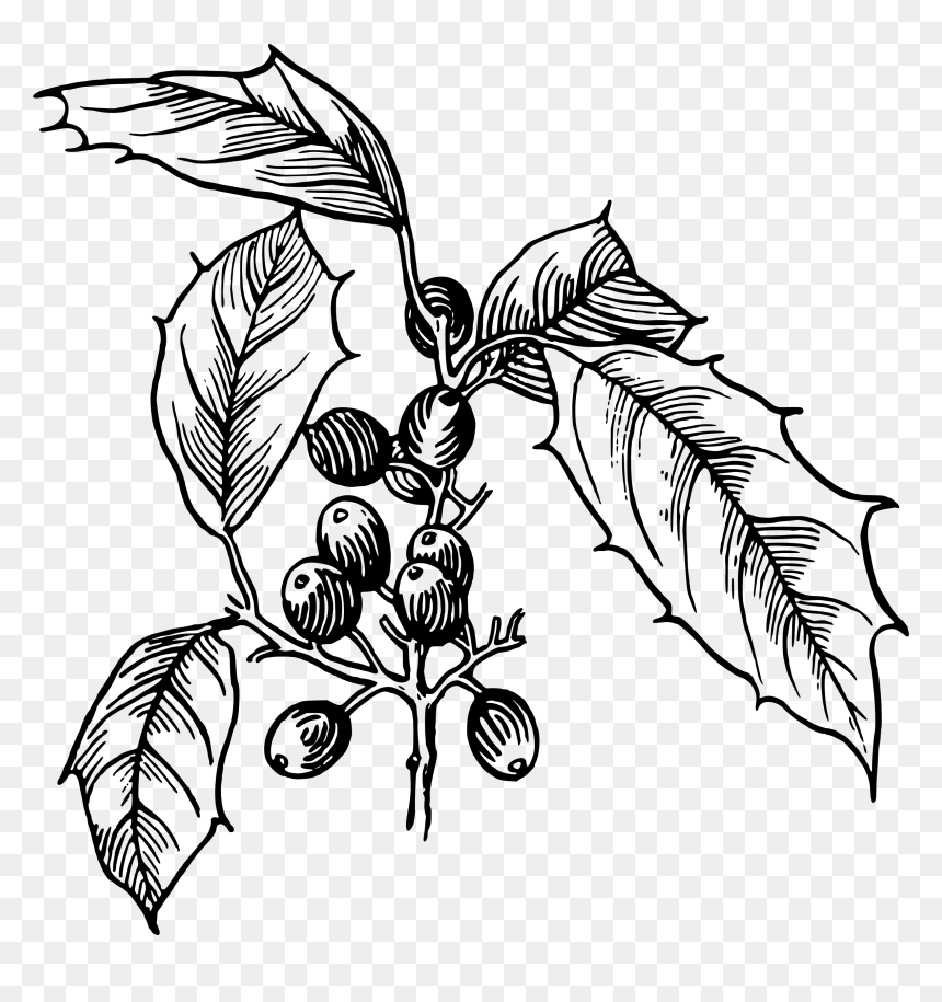 Holly Vector Clipart Image - Holly Drawing Png, Transparent Png - holly png