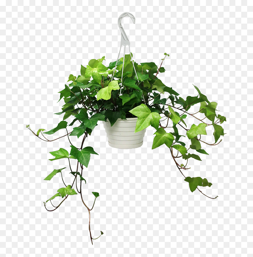 Large Potted English Ivy, HD Png Download - ivy png