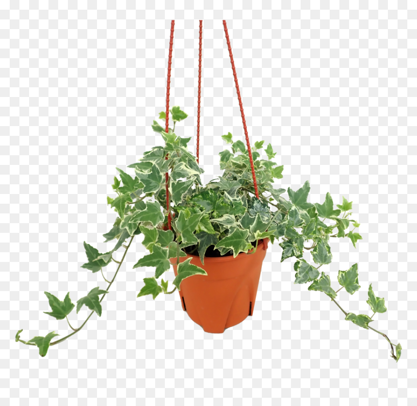 Ivy Png, Transparent Png - ivy png