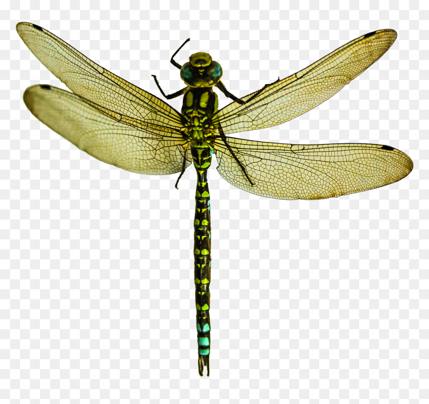 Transparent Background Dragonfly Png, Png Download - dragonfly wings png