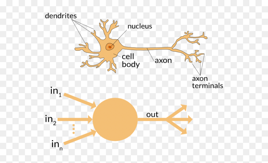 Neural Network Vs Brain, HD Png Download - neurons png