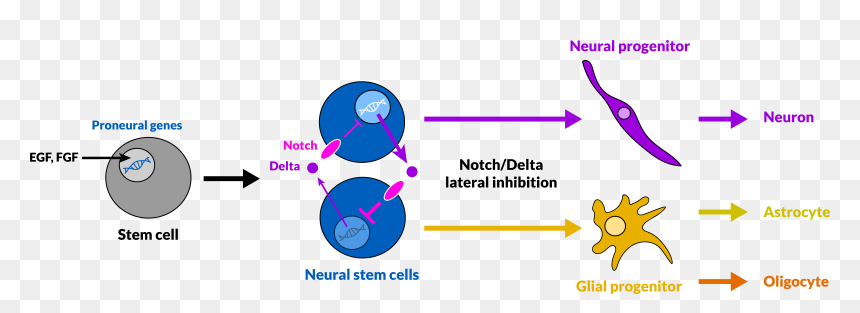 Neuro-gliogenesis Via Lateral Inhibition - Neurogliogenesis, HD Png Download - neurons png