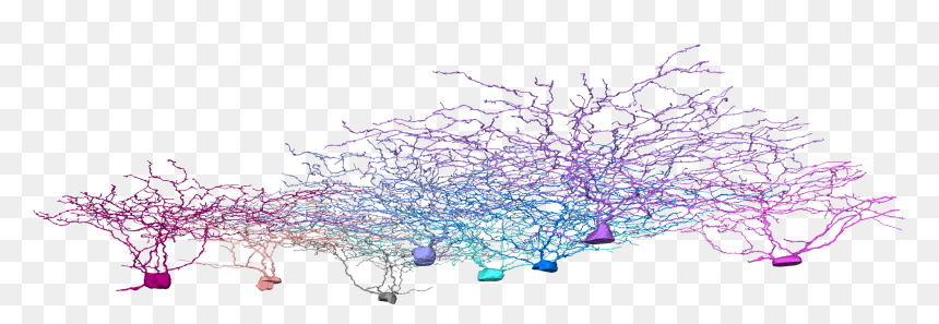 2i, Neurons, Neuroscience, Eyewire - Drawing, HD Png Download - neurons png