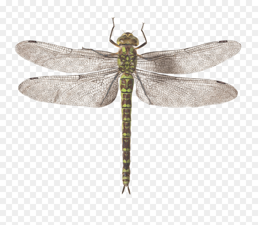 Clip Art Dragonfly Images - Dragonfly Top View Png, Transparent Png - dragonfly wings png
