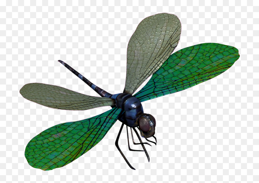 Dragon Fly Png - Green Dragonfly Transparent, Png Download - dragonfly wings png