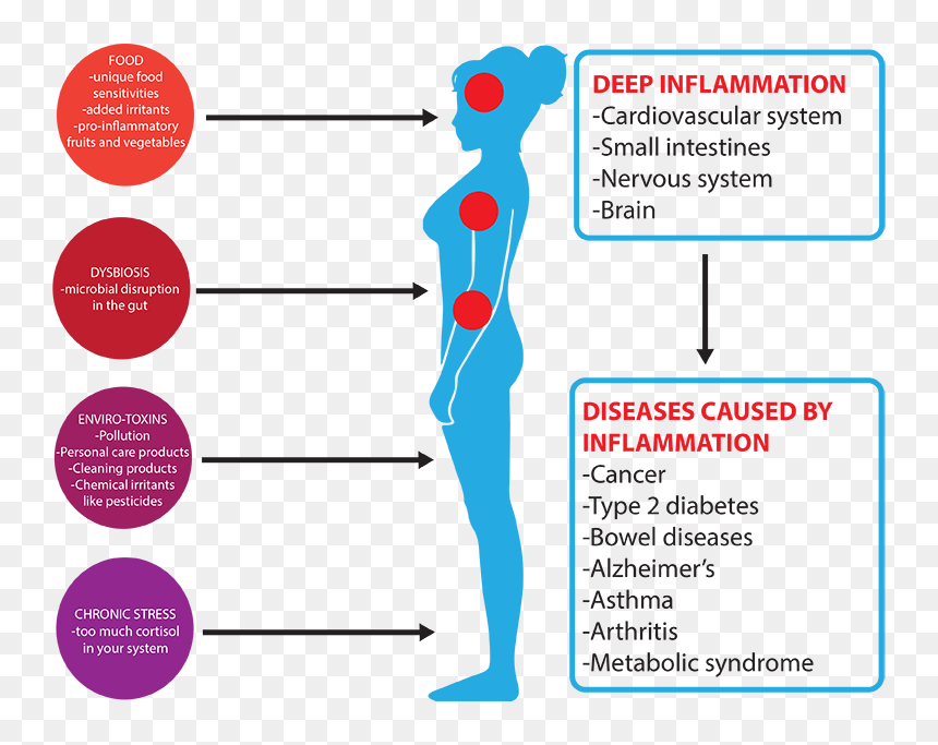 Transparent Intestines Png - Cortisol And Inflammation, Png Download - intestines png