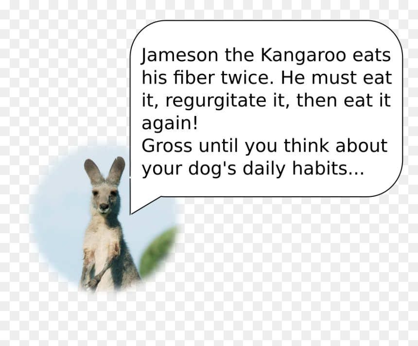 Image Did Not Load - Kangaroo, HD Png Download - intestines png