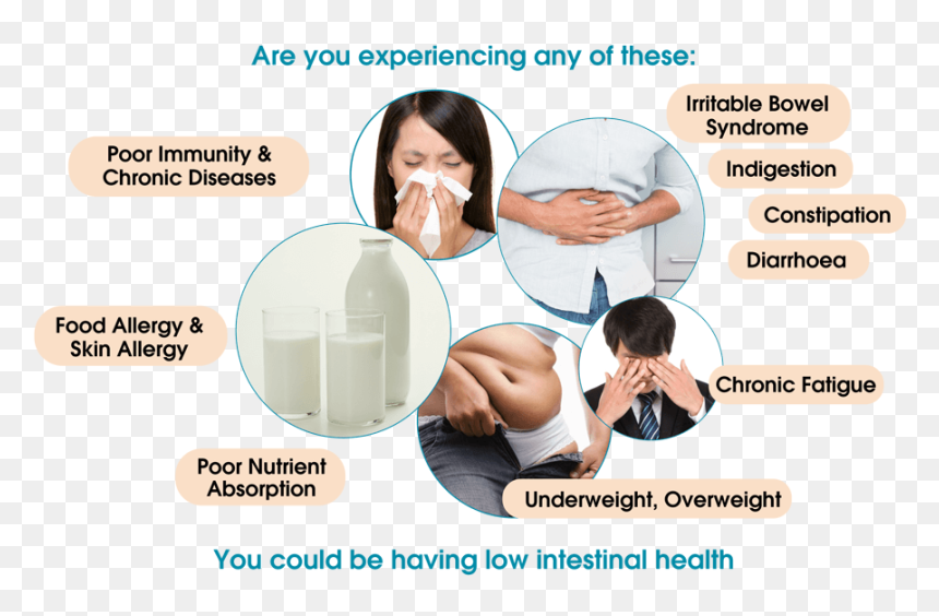 Improve Ibs - Irritable Bowel Syndrome, HD Png Download - intestines png