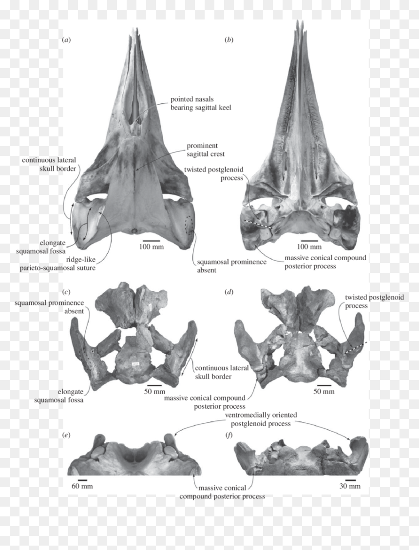 Comparison And Shared Features Of The Skulls Of The, HD Png Download - skull border png