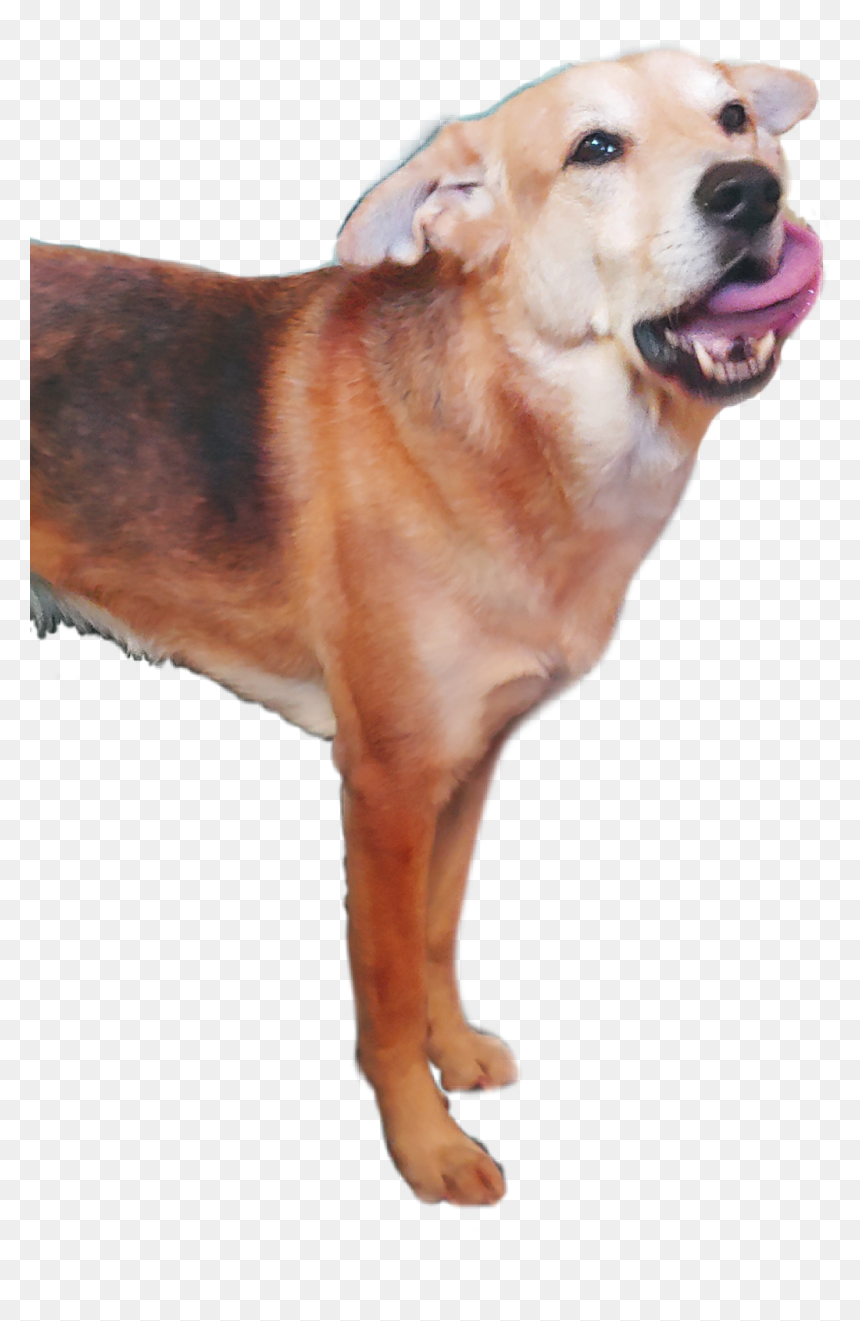 #dingo - Dog Catches Something, HD Png Download - dingo png