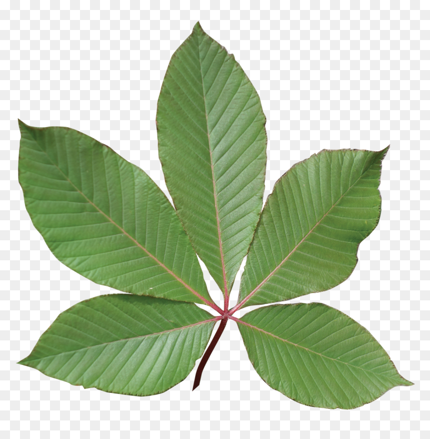 Transparent Red Leaf Png - Red Buckeye Tree Leaf, Png Download - red tree png