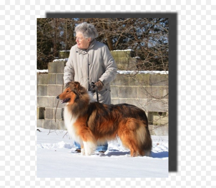 Rough Collie, HD Png Download - peter parker png