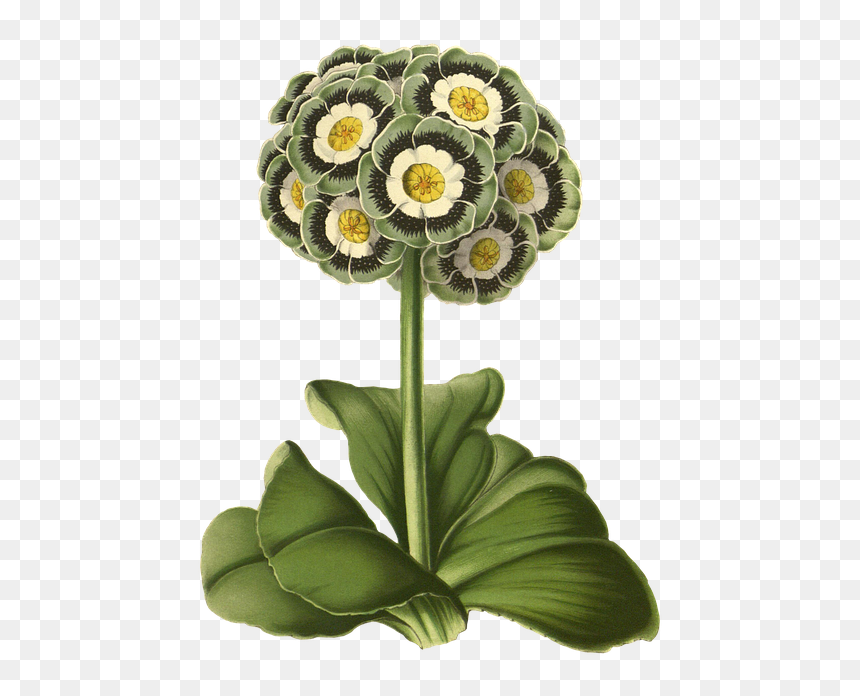 Primrose, Flower, Plant, Blossom, Bloom, Vintage - Primrose Drawing Png, Transparent Png - flower vintage png