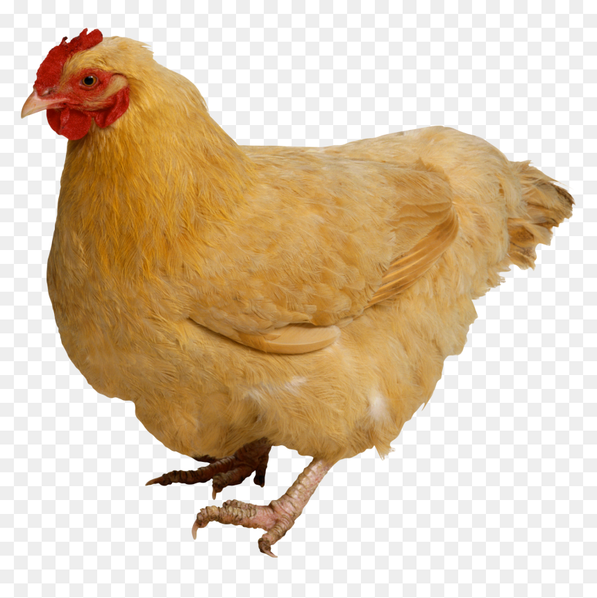 Rooster - Chicken Animal Png, Transparent Png - chicken head png